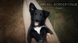 Zireael  FLYING HIGH Made My Day  Border Collie Puppy 8 weeks [upl. by Dnalyk]