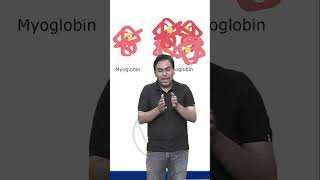 HEMOGLOBIN AND MYOGLOBIN  CSIR NET 2024 csirlifescience biology molecularbiology ytshorts [upl. by Ellinej922]