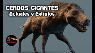 El cerdo mas salvaje del mundo EL CERDO GIGANTE EXTINTO [upl. by Iatnohs273]