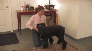 Dog Breeds  How to Select a Standard Poodle [upl. by Cary]