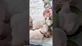 Watch 1MonthOld Bulldog Puppies Eating Food for the FIRST TIME puppy cutepuppy doglovers [upl. by Petie]