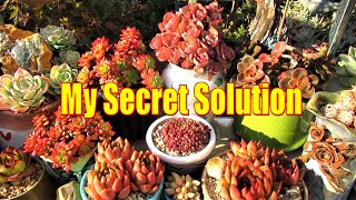 How to Grow Strong amp Colorful SUCCULENTS  Pest Heat amp Frost RESISTANT [upl. by Bevon624]