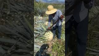 Colheita da planta usada pra fabricação de tequila [upl. by Battat]