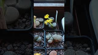 Lithops [upl. by Omocaig]