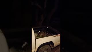 HAPPY COONS Busted wildlife [upl. by Batha]