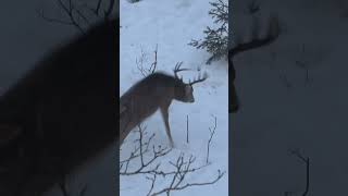 Gruesome arrow impact G5 MEGAMEAT bowhunting fyp deerhunting whitetaildeer [upl. by Enywtna206]