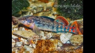 Gartenteich Regenbogenelritze Notropis chrosomus amp junge Springbarsche Etheostoma spectabile [upl. by Vez]