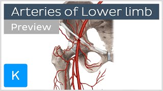 Overview of the lower limb arteries preview  Human Anatomy  Kenhub [upl. by Asirahc415]