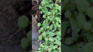 Unusual Bryophytes AsterellaKannada [upl. by Ramburt318]