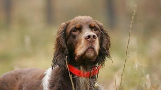 Picardy Spaniel Epagneul Picard [upl. by Lynden661]