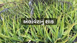 Aloe Vera Flower Stick Recipes  एलो वेरा की शब्जी  શેરડાનું શાક બનાવવાની રીત ॥ Village Food [upl. by Fanchon]