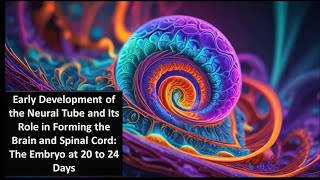 4 ENS Neural Tube and Its Role in Forming the Brain and Spinal Cord The Embryo at 20 to 24 Days [upl. by Eixor987]