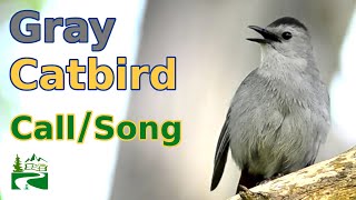 Gray Catbird Call  Song  Sound [upl. by Luebke114]