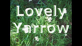 Lovely Yarrow HarvestDryingUses [upl. by Favrot]