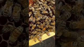 bee asmr reels edit explore wildlife queen share satisfying life love vote fortnite yt [upl. by Hynes179]