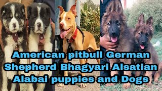 American pitbull Bhagyari Alsatian German Shepherd Alabai Dogs and puppies 03139393944 [upl. by Mairym536]