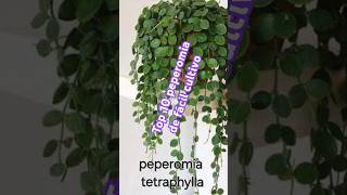 Top 10 peperomia de fácil cultivo [upl. by Ardnama]