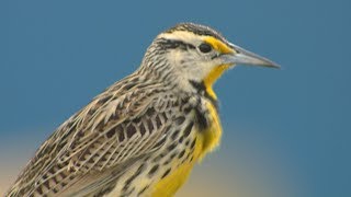 Eastern Meadowlark [upl. by Leila183]