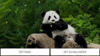 Panda Bear live wallpaper [upl. by Annaehr]