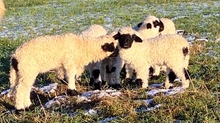 Cute Valais Blacknose Lambs enjoy the sunny winter day [upl. by Stoneman]