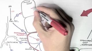 Gastric Acid Physiology Secretion Ulcers Acid Reflux and Treatment [upl. by Enytsirhc622]