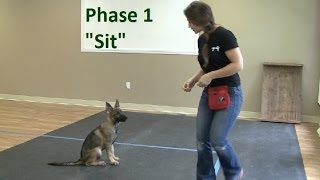 How to Train a Dog to quotSitquot K91com [upl. by Lael72]