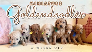 English Mini Goldendoodle Puppies  Rosita amp Bueller  minigoldendoodles [upl. by Arraet680]