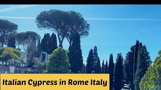 All About Cupressus Sempervirens or Italian Cypress  How to take care of Italian cypress [upl. by Leile]