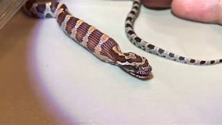 Feeding a baby corn snake [upl. by Kendell]