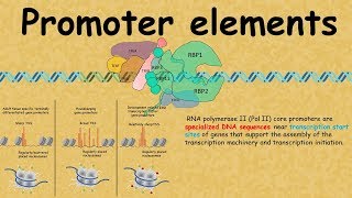 promoter elements  Regulation of gene expression [upl. by Aynotal]