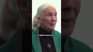 How Jane Goodall Ended Up Studying Chimpanzees [upl. by Hicks691]