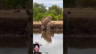 Warthog Family Enjoying Waterhole [upl. by Nenney]