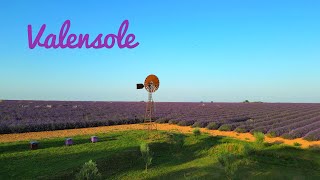 4K Relaxation Film  Valensole Lavender Fields France [upl. by Call82]