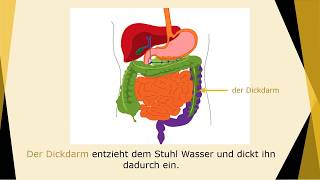 Verdauungssystem Wortschatz  digestive system  Deutsch lernen für die Pflege [upl. by Anaiad]