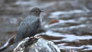 American Dipper Water Ouzel [upl. by Hsivat]