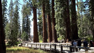 TOUR CALIFORNIA Parco nazionale di Sequoia [upl. by Ettennat747]