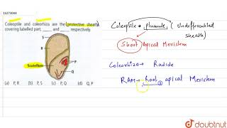 Coleoptile and coleorhiza are the protective sheats covering labelled partandrespectiv [upl. by Isadora]