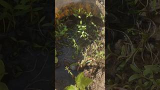 Home Plantation Mini Plant One Day Best Growth relaxing nature meditationmusic greenplant leafy [upl. by Ailalue500]