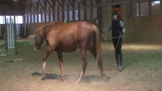 Farah DeJohnette Training and Buckaroo leather bitless bridle in action [upl. by Nazus]