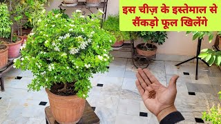 हर 15 दिन मे इस चीज़ को डालने से सैंकड़ो फूल खिलेंगे Madhkamini plant fertilizer  Murraya plant care [upl. by Notyalk]