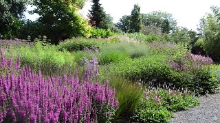 John’s Prairie Border in August  Heading Towards Its Peak [upl. by Yerffoej]