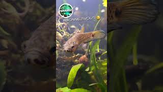 AQUARIUM BIOTOPE BETTA terrario betta fish aquarium biotope animals pets vivarium animal [upl. by Delp732]