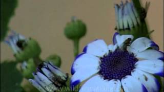 Garden Cineraria flowers with bugs aplenty [upl. by Ledah]