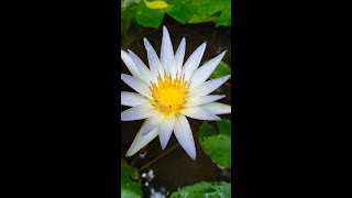 Blooming the Sri Lanka National flower  Nymphaea nouchali White Version [upl. by Orodoet]