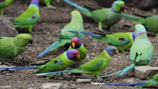 Blossom Headed or plum headed Parakeets  Hidden Camera [upl. by Braswell]