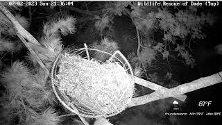 Wildlife Rescue of Dade County Eagle Nest Top Cam [upl. by Tdnarb]