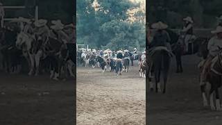 banda musica zacatecas coleadero rodeo [upl. by Amsaj215]