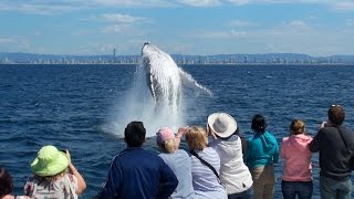 Gold Coast Whale Watching with Whale Watch Australia [upl. by Engelbert92]