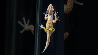 Odd Animal Adaptations AnimalAdaptations AmazingCreatures NatureIsWeird YouTubeShorts [upl. by Dagny]