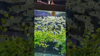 Do mini piranha like Weinerschnitzel Exodons vs corn dog Pt 13 fishaquarium [upl. by Ewan]